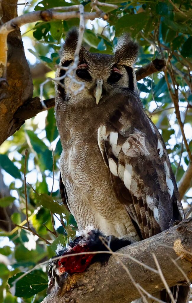 Great Plains Safari sightings June