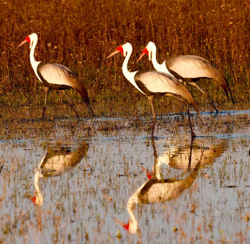 Great Plains Safari sightings June