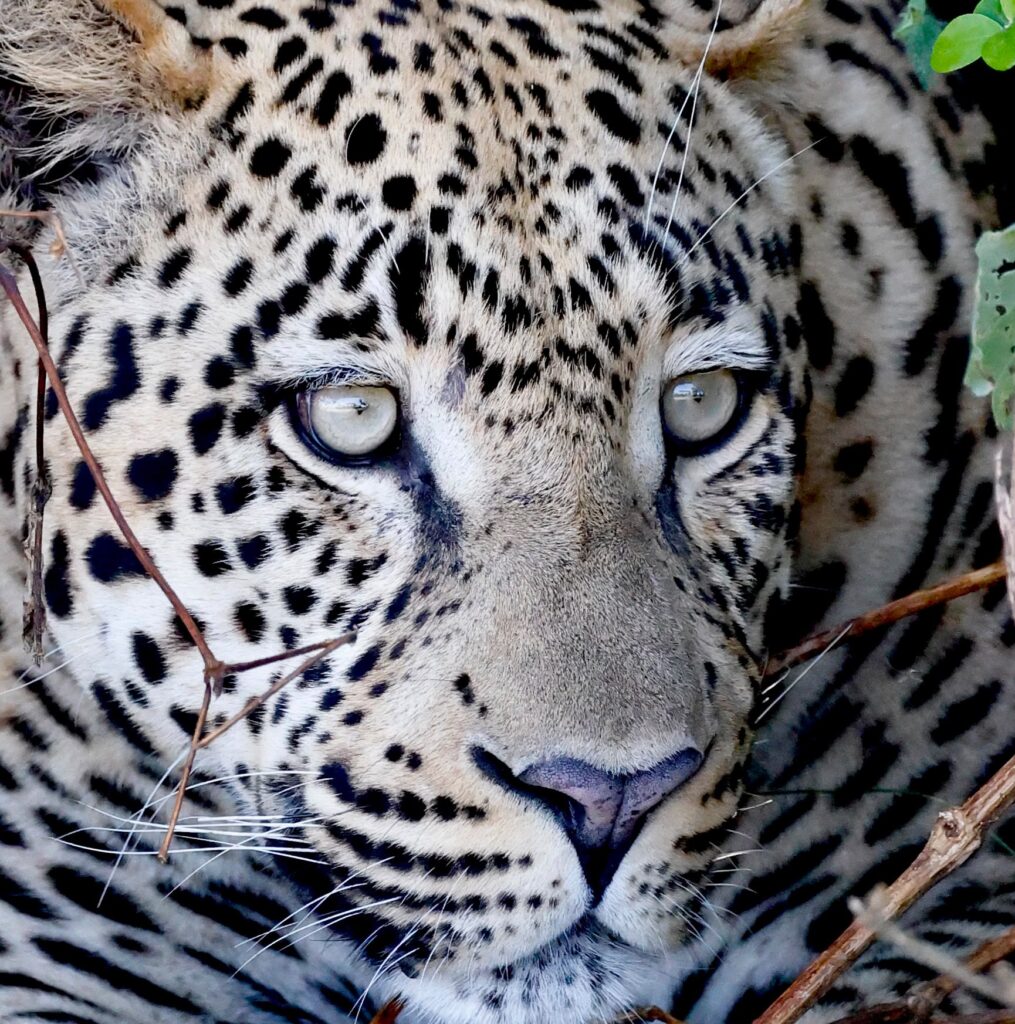 Great Plains Safari sightings June