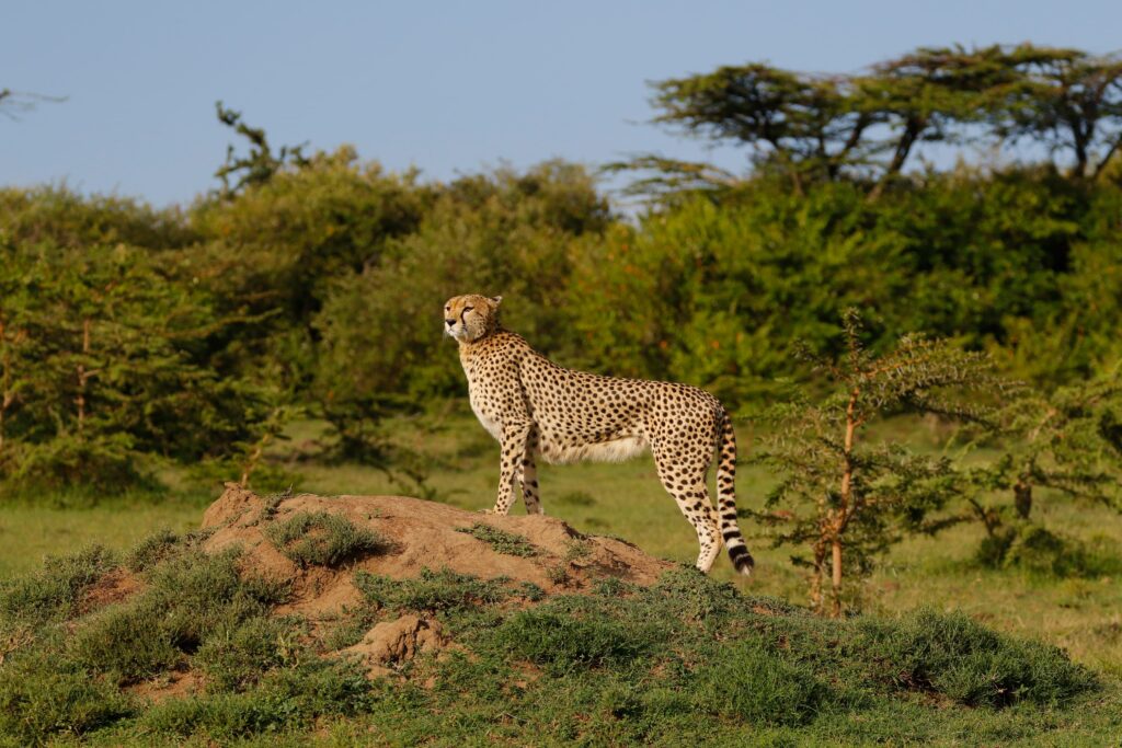 Great Plains Safari sightings June