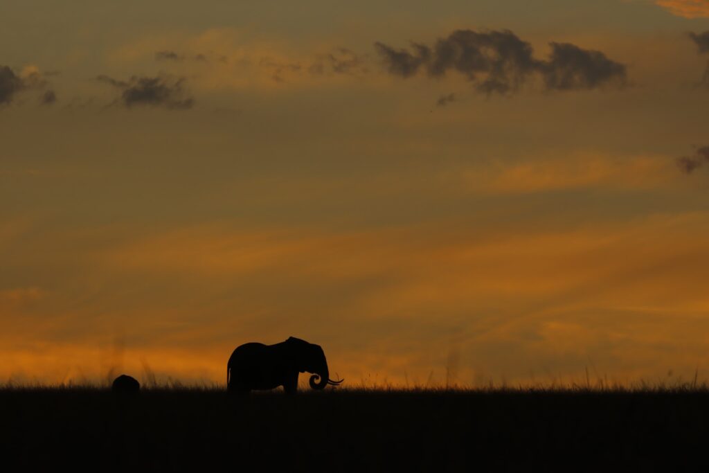 Great Plains Safari sightings June
