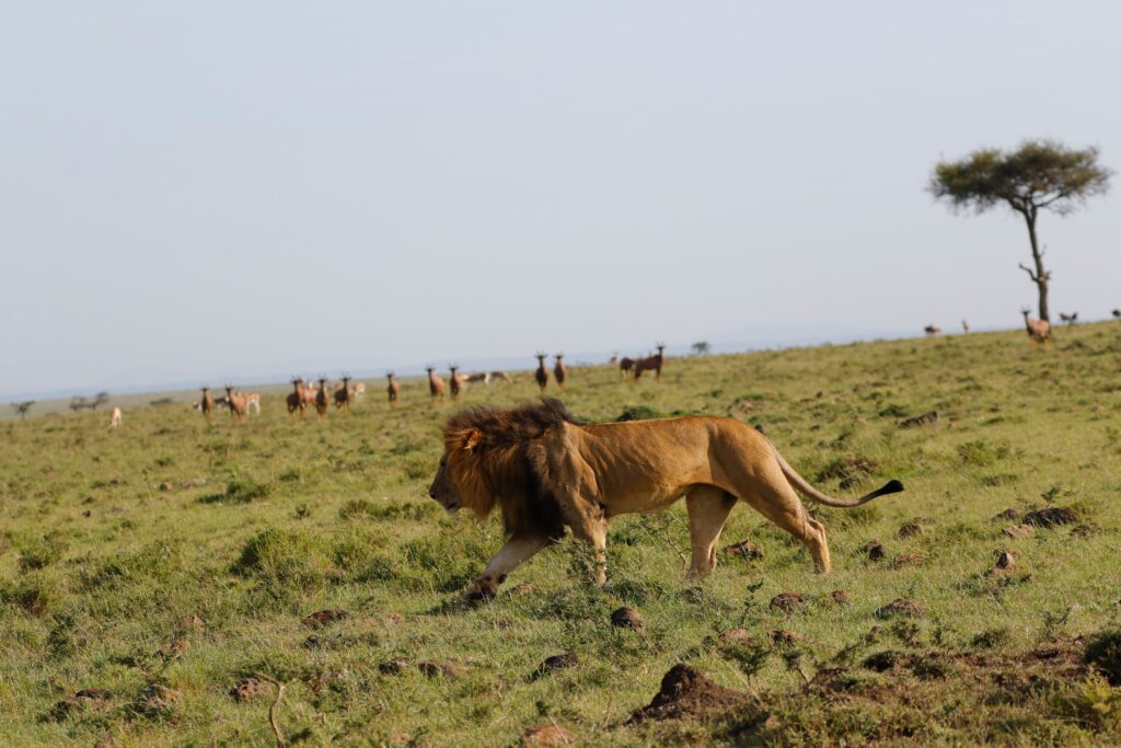 Great Plains Safari sightings June
