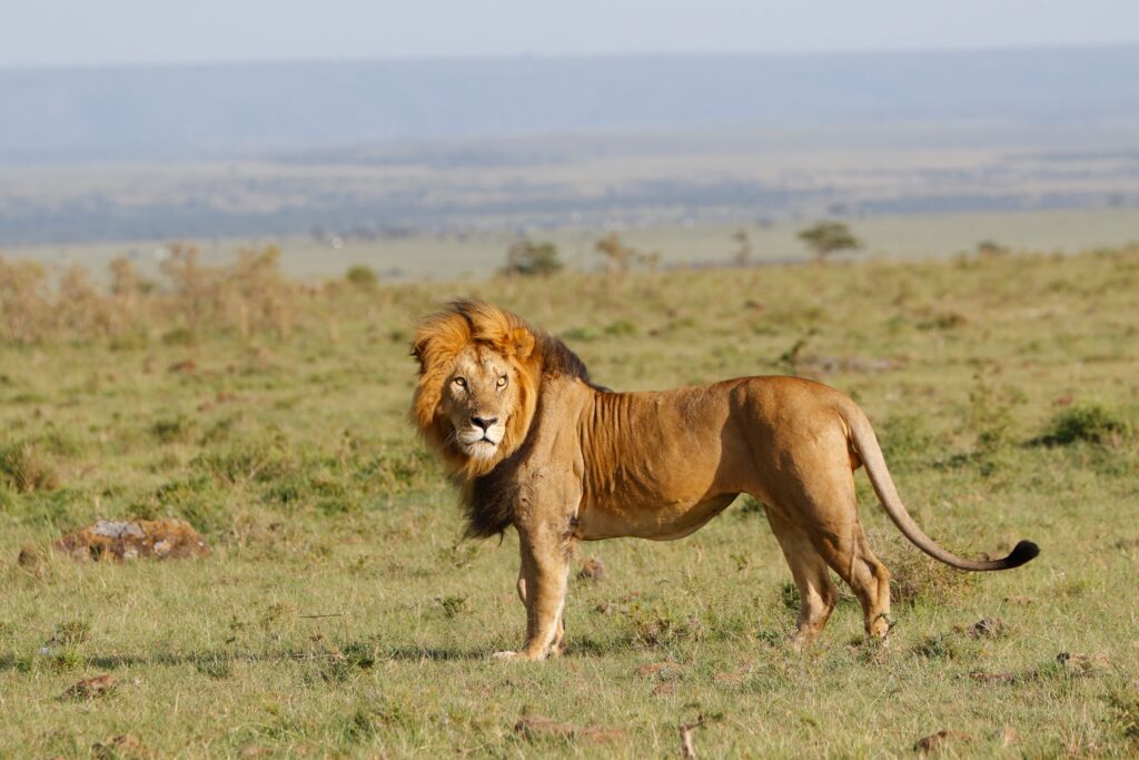 Great Plains Safari sightings June