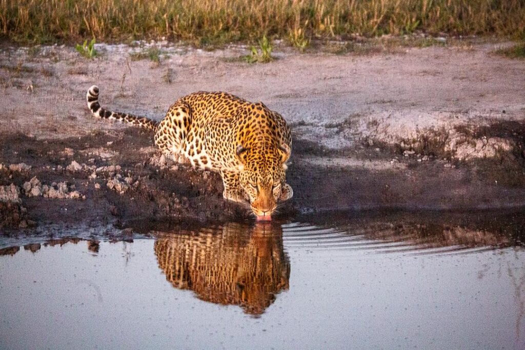 Great Plains Safari sightings June