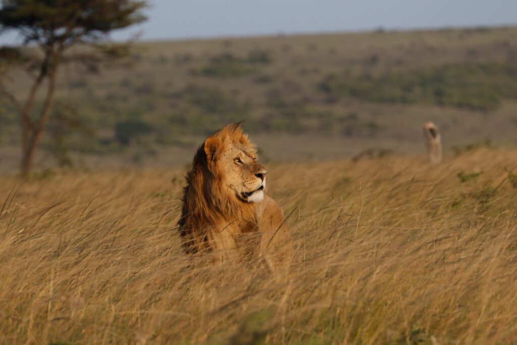 Great Plains Safari sightings June