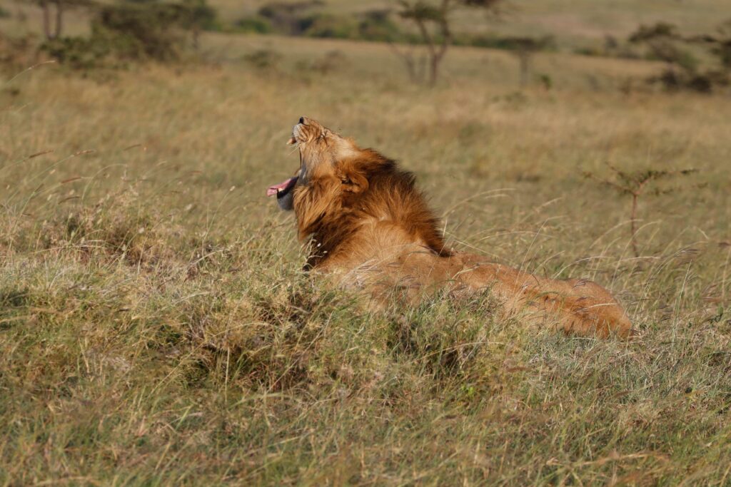 Great Plains Safari sightings June