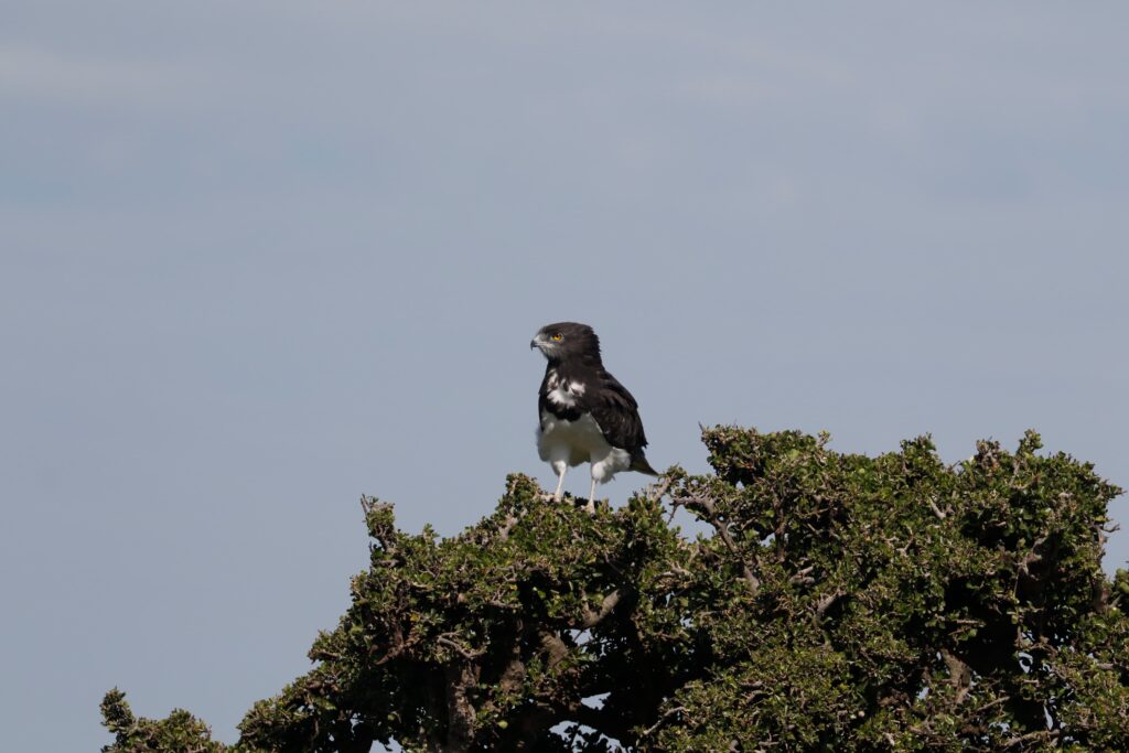 Great Plains Safari sightings June