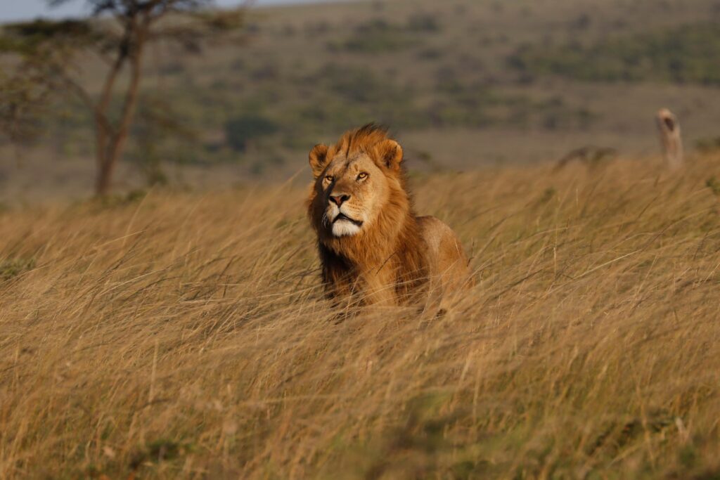 Great Plains Safari sightings June