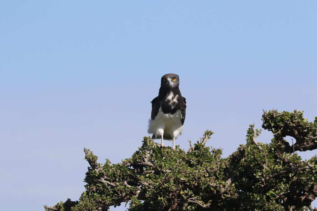 Great Plains Safari sightings June