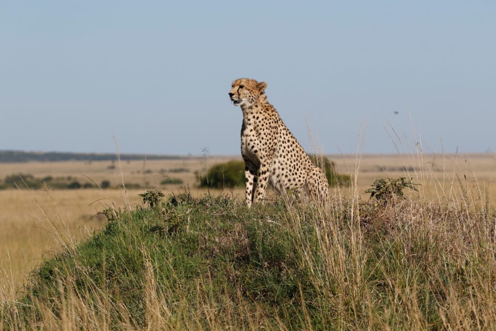 Great Plains Safari sightings June