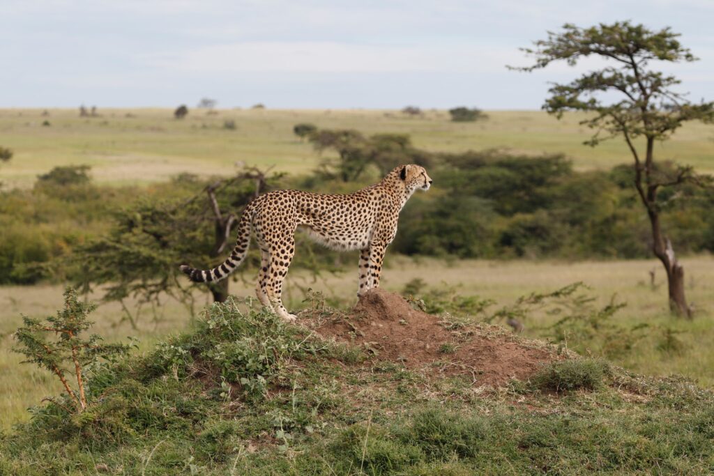 Great Plains Safari sightings June