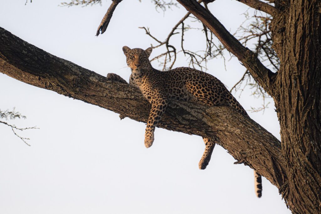 Great Plains Safari sightings June