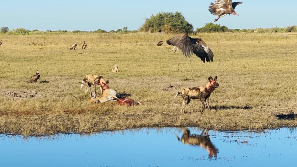 Great Plains Safari sightings June