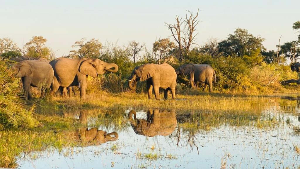Great Plains Safari sightings June