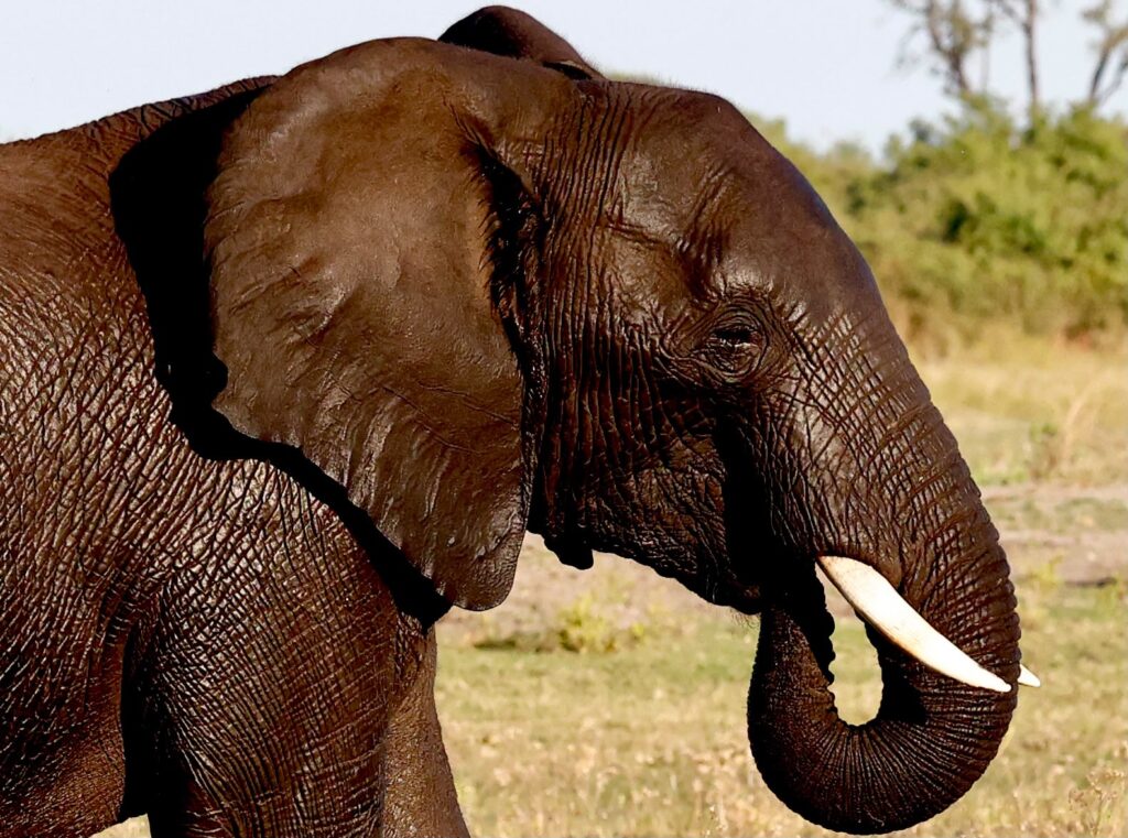Great Plains Safari sightings June