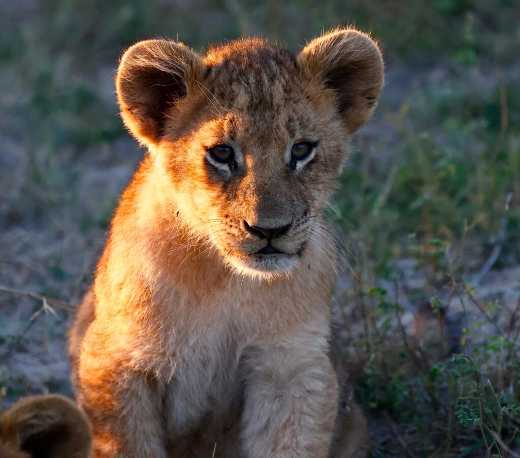 Great Plains Safari sightings June