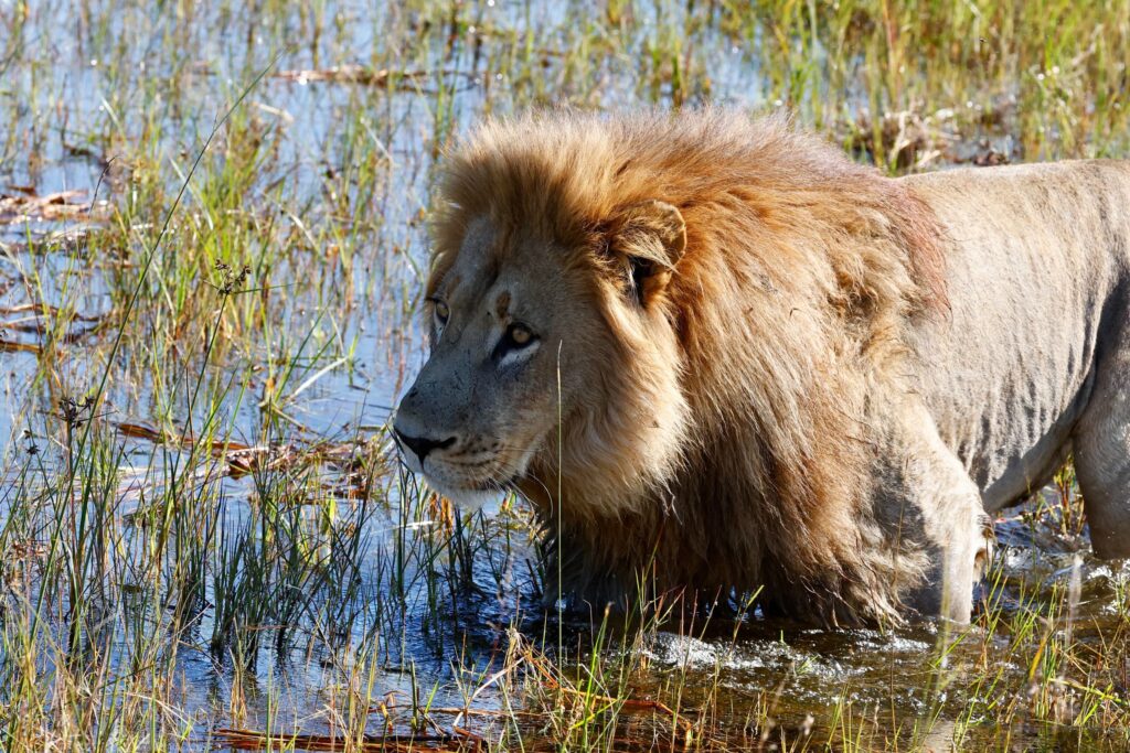 Great Plains Safari sightings June
