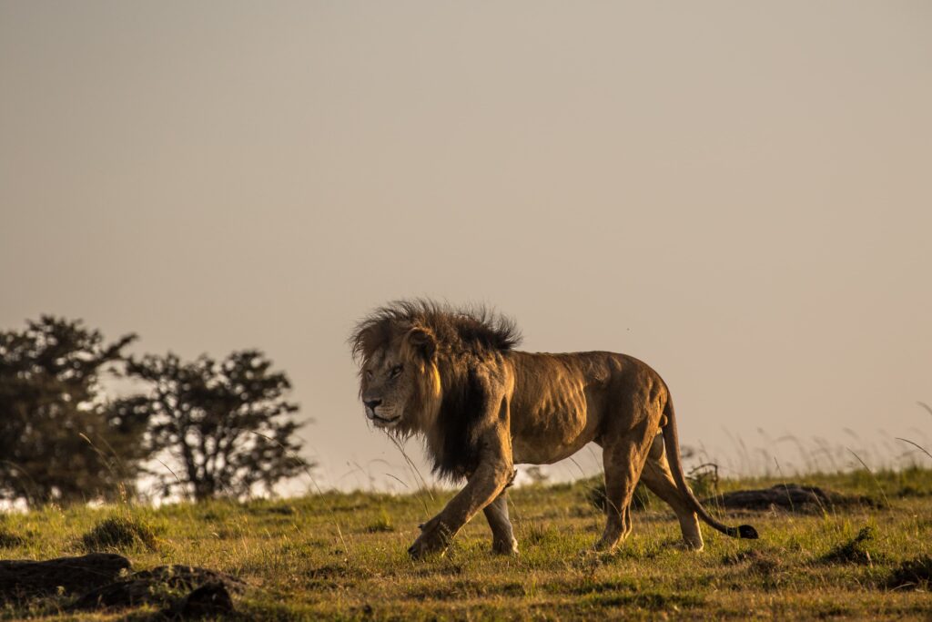 Great Plains Safari sightings June