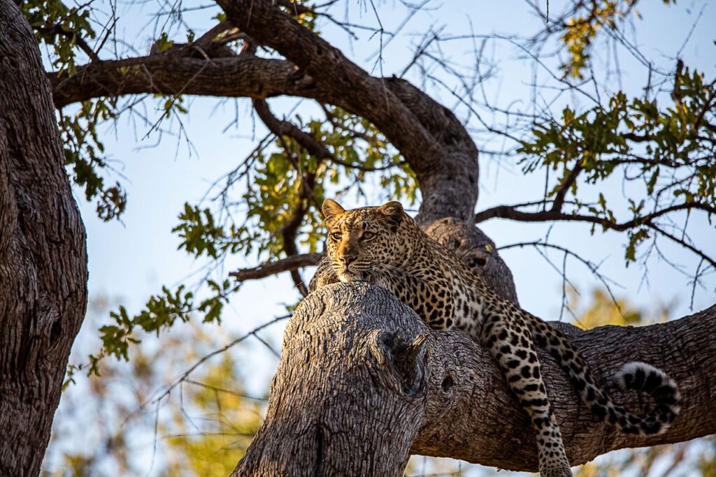Great Plains Safari sightings June