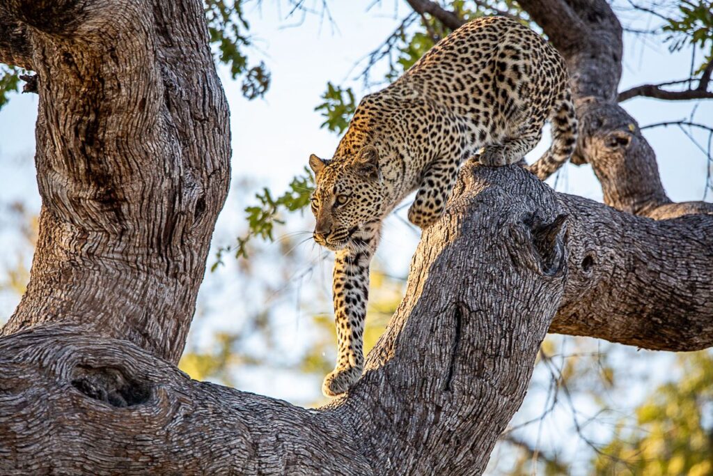Great Plains Safari sightings June