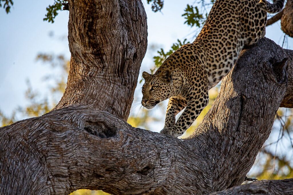 Great Plains Safari sightings June