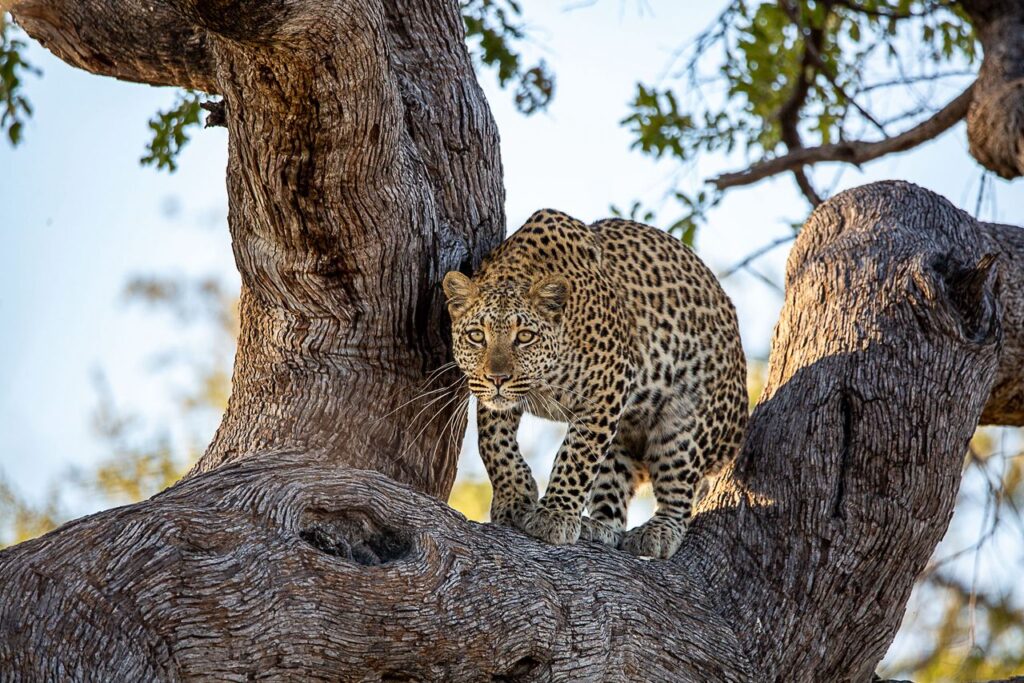 Great Plains Safari sightings June