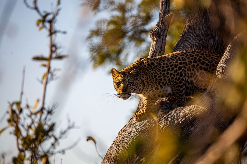Great Plains Safari sightings June