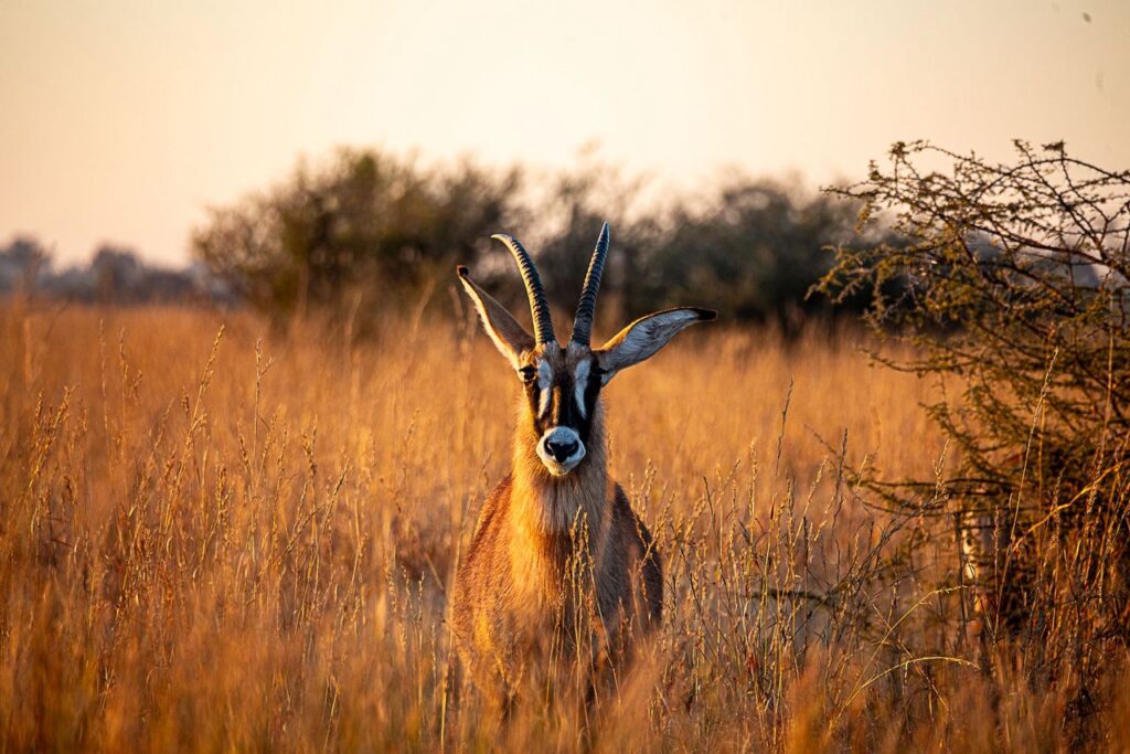 Great Plains Safari sightings June