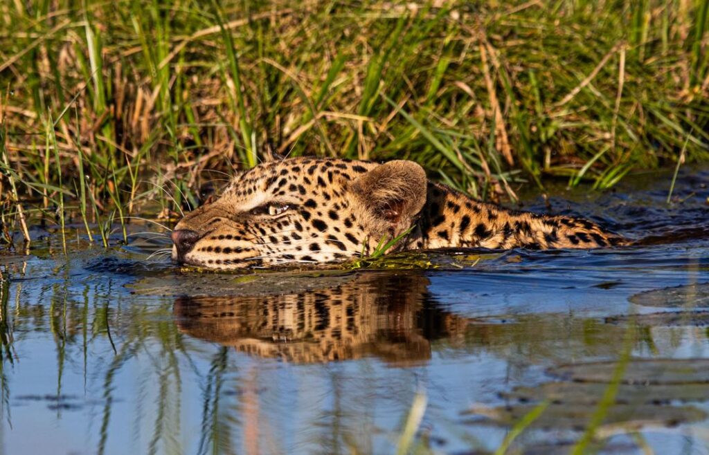 Great Plains Safari sightings June