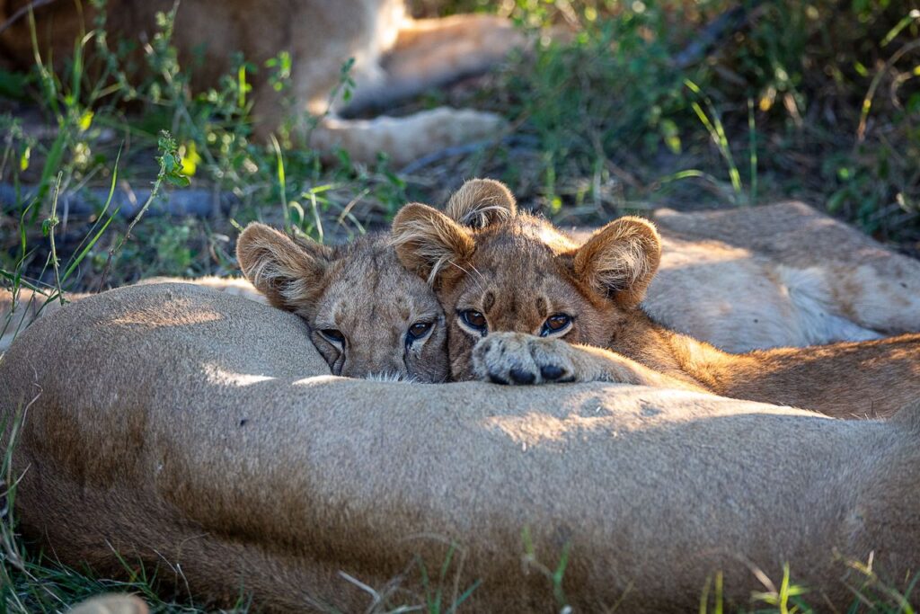 Great Plains Safari sightings June