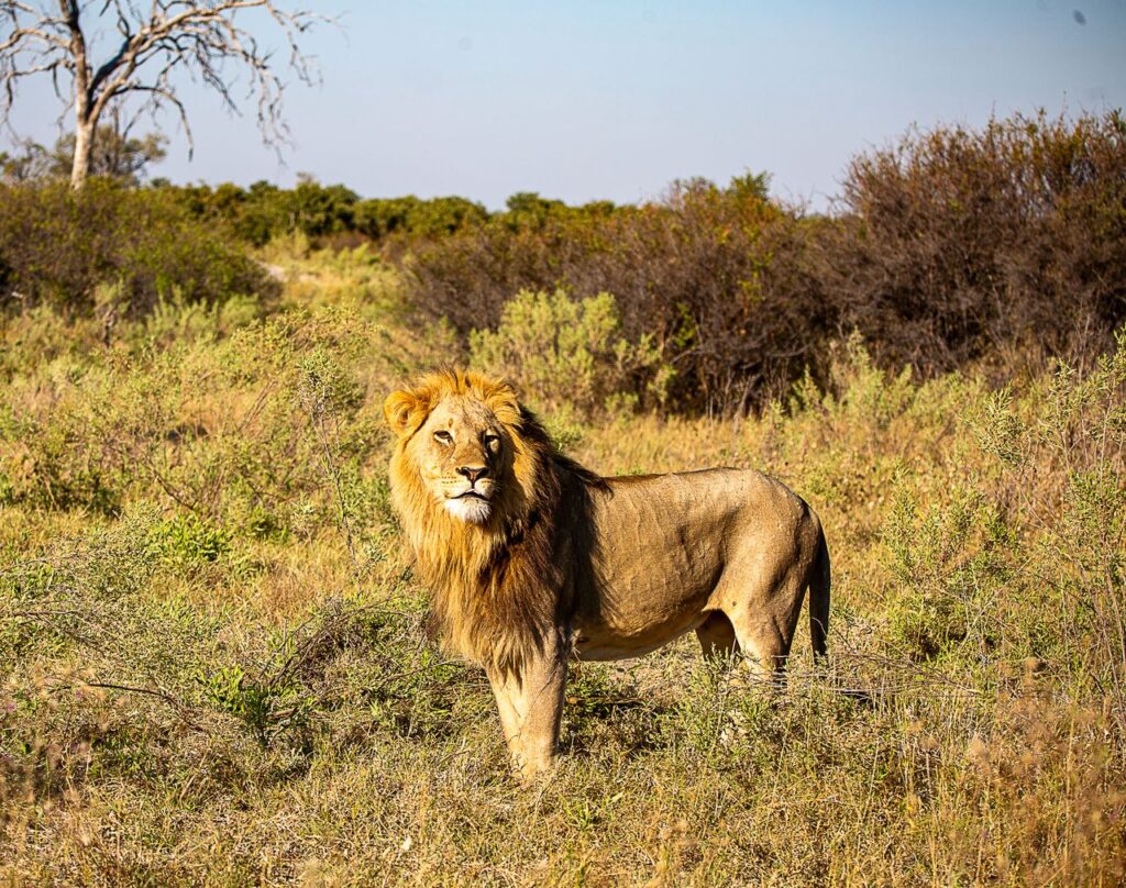 Great Plains Safari sightings June