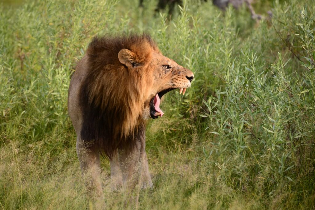 Great Plains Safari sightings June