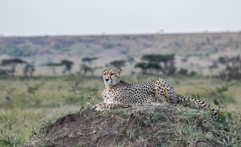Great Plains Safari sightings June