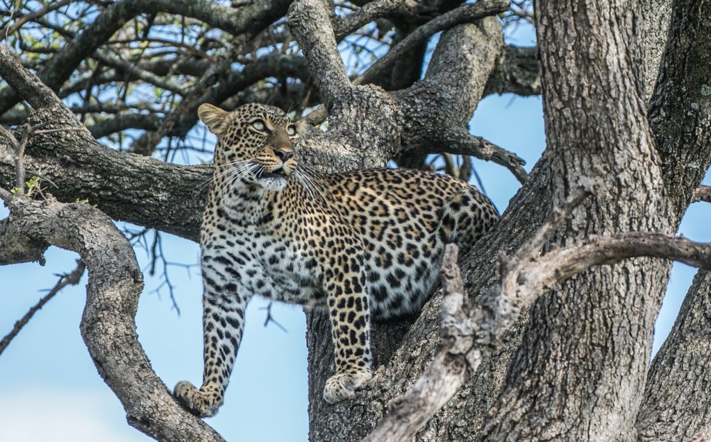 Great Plains Safari sightings June