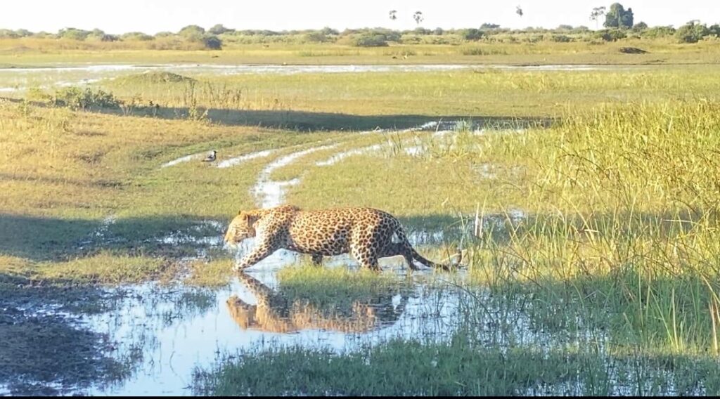 Great Plains Safari sightings June