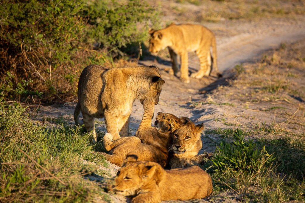 Great Plains Safari sightings June