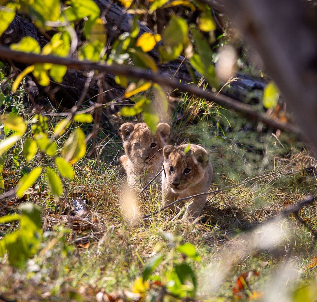 Great Plains Safari sightings June