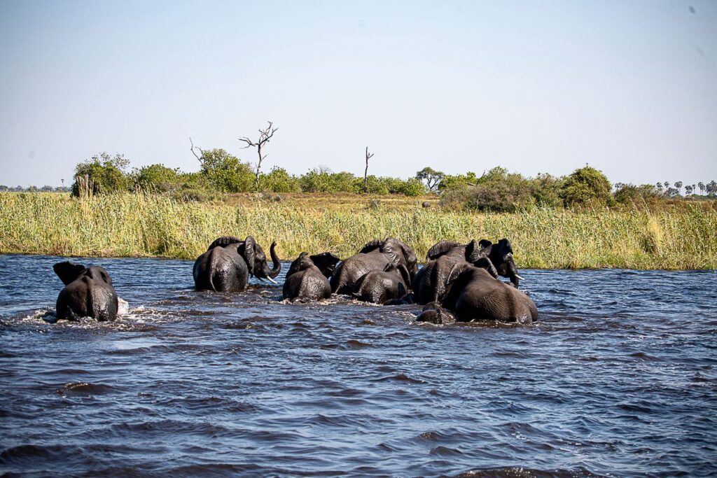 Great Plains Safari sightings June