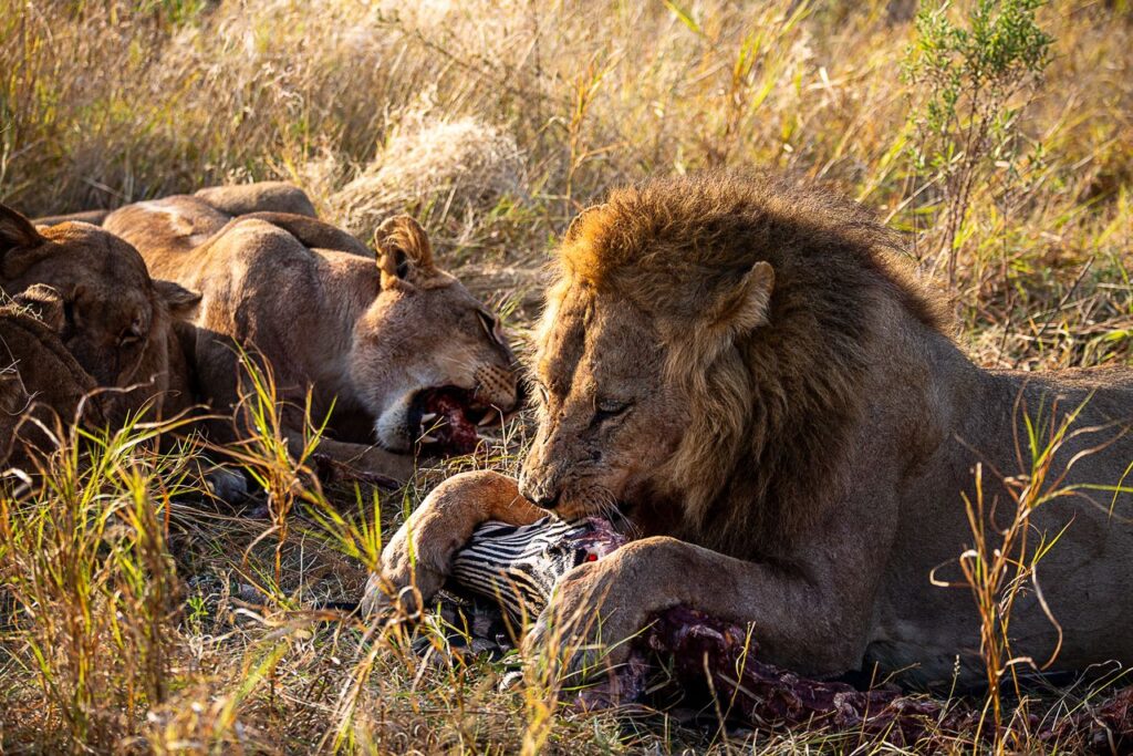 Great Plains Safari sightings June