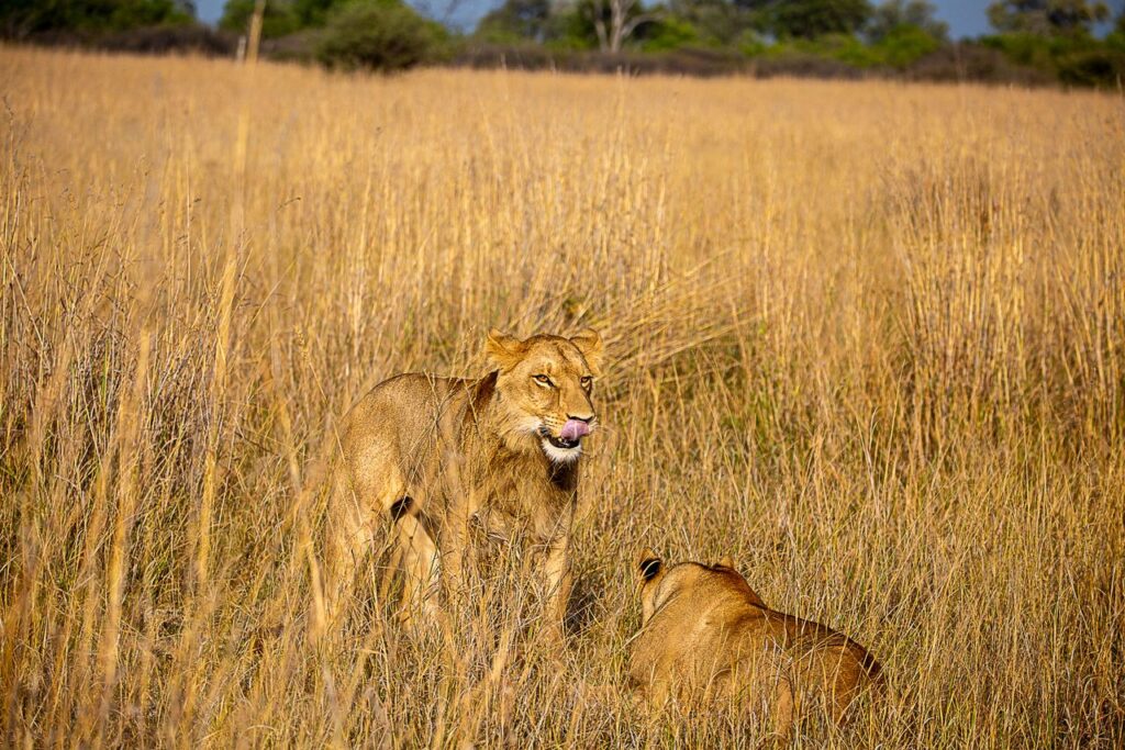 Great Plains Safari sightings June