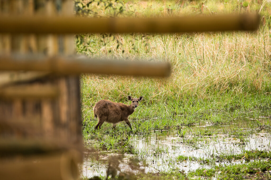 Great Plains Sitatunga Private Island Corn Soup Recipe