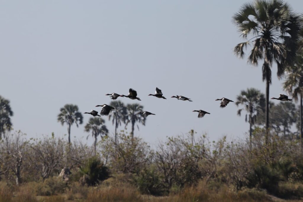 Great Plains Wildlife Wednesday July