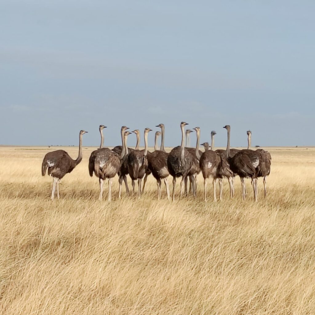 Great Plains Wildlife Wednesday July