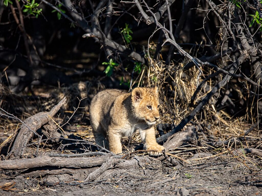 Great Plains Wildlife Wednesday July