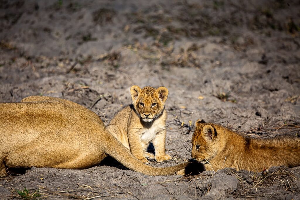 Great Plains Wildlife Wednesday July
