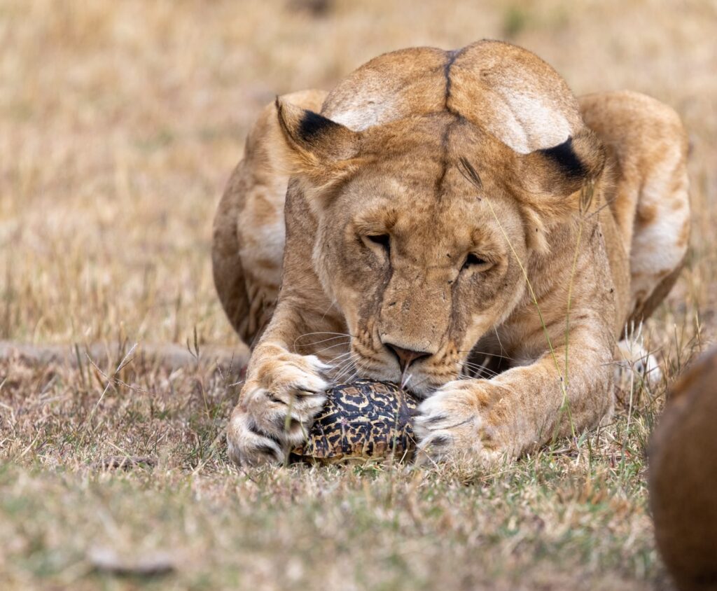 Great Plains Wildlife Wednesday July
