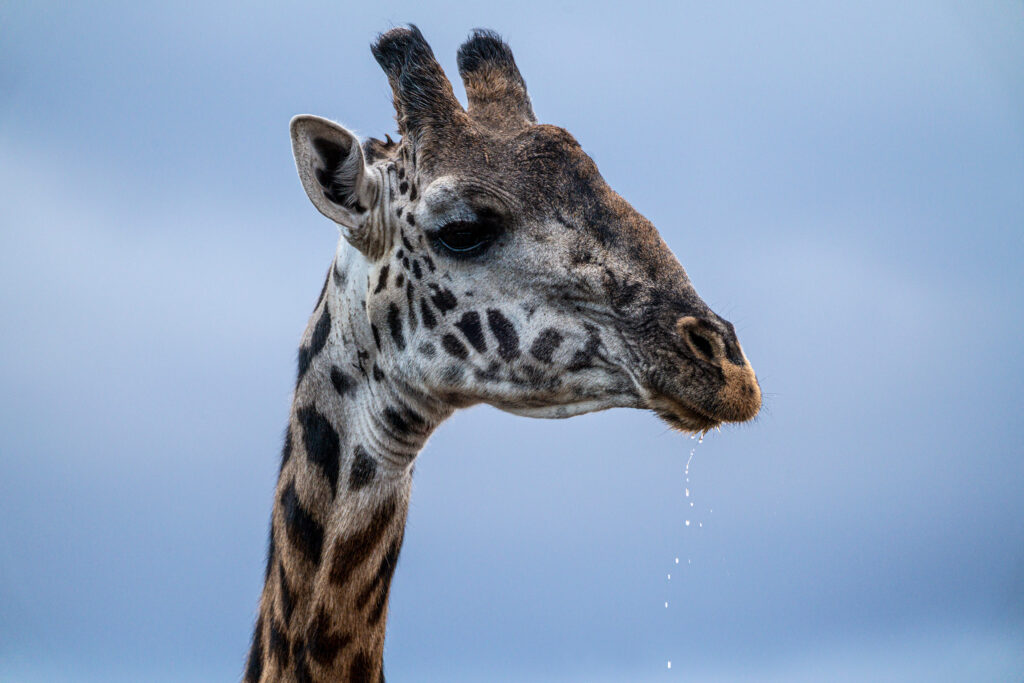Great Plains Conservation Rewilding giraffe