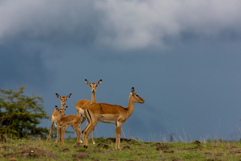 Great Plains Conservation Rewilding impala
