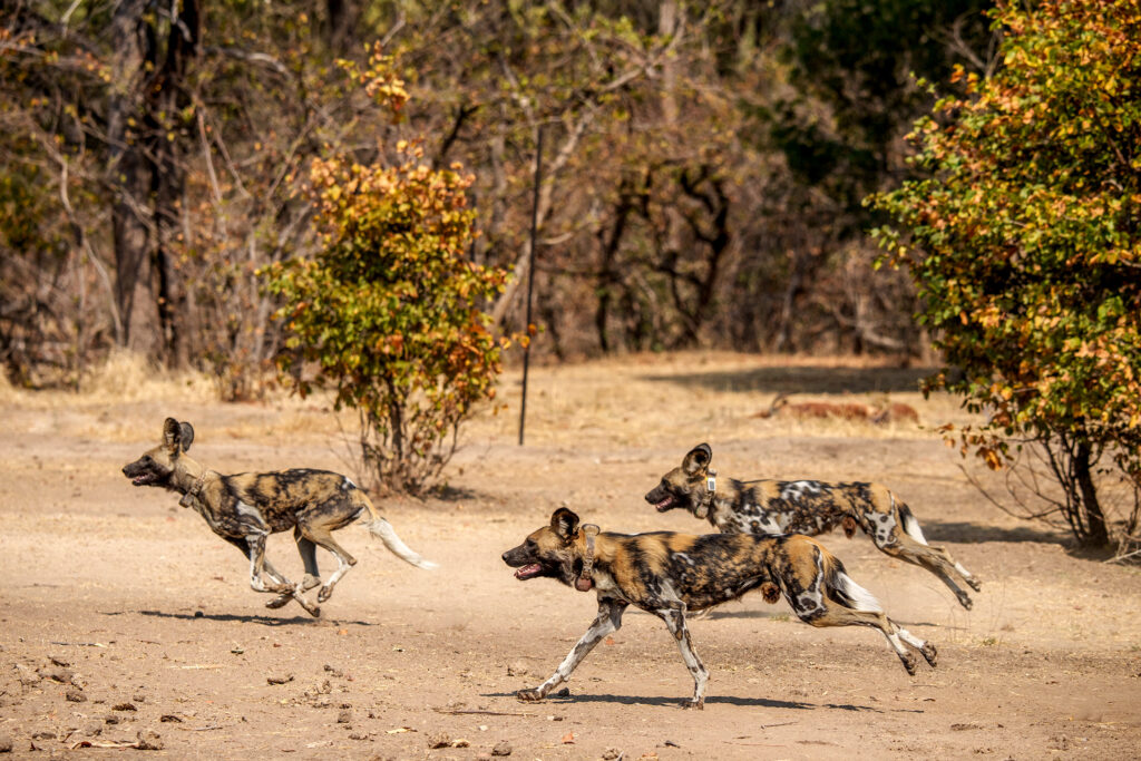 Great Plains Conservation Rewilding wild dog