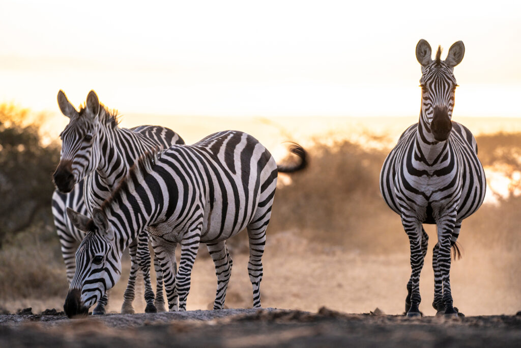 Great Plains Conservation Rewilding zebra
